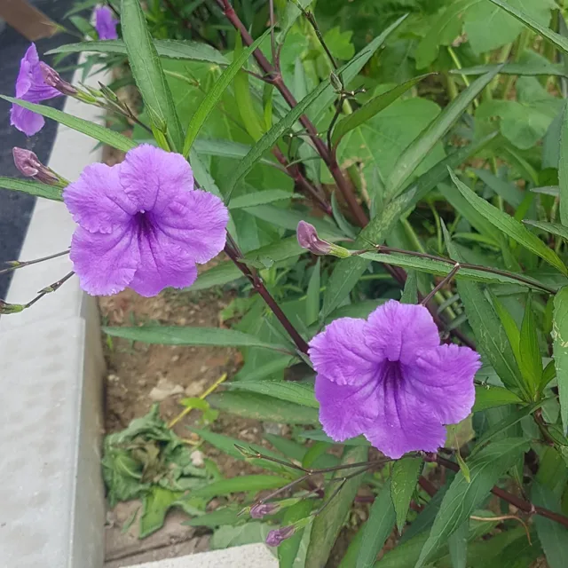 해피메이커