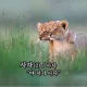 보보
