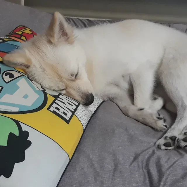 거북이