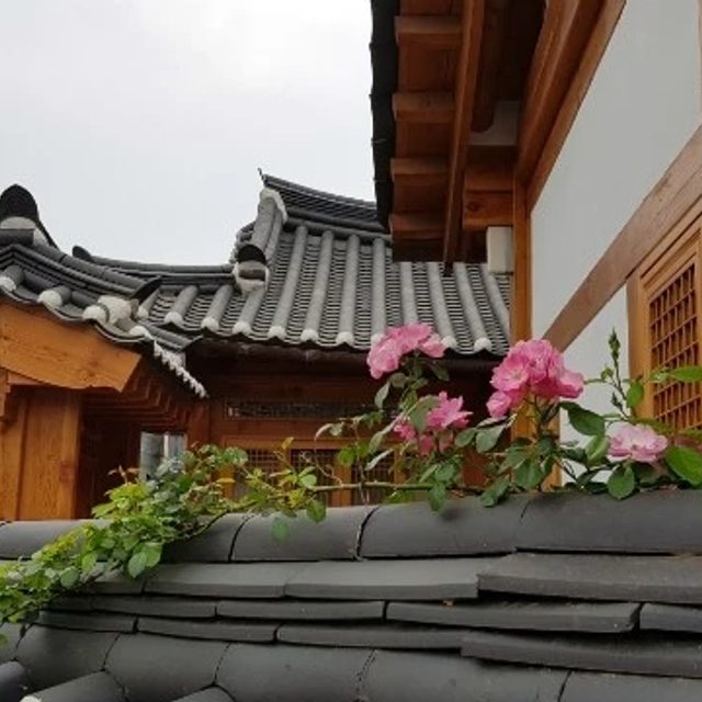 여름수국