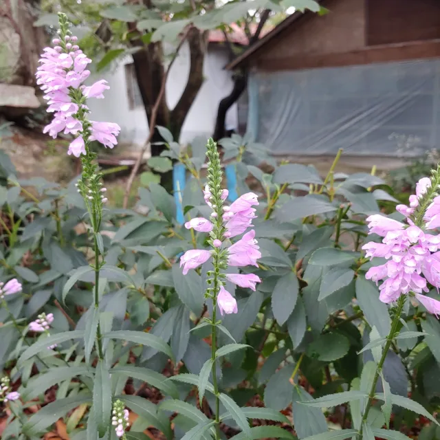 꽃망울