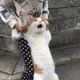 시옹이