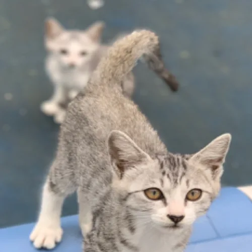 냥이