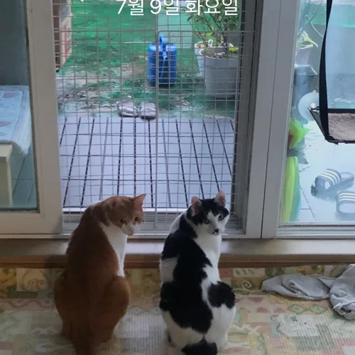 빠양
