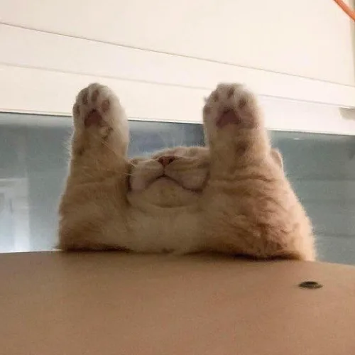 미학