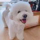 꼬들꼬들