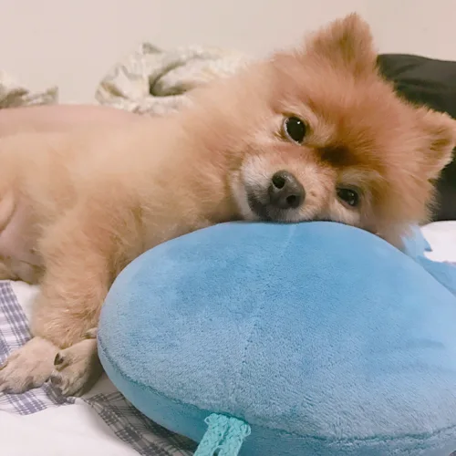 싸개누나