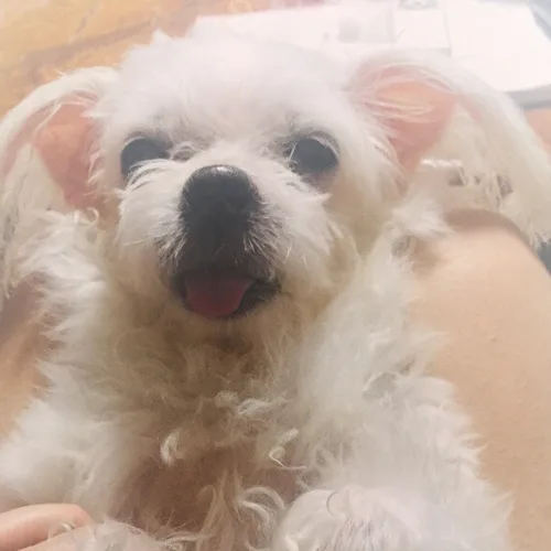 록시록시