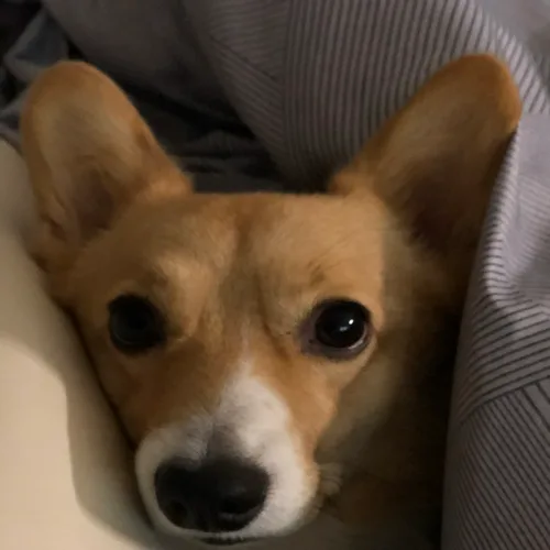 Ryn