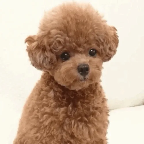 콩콩