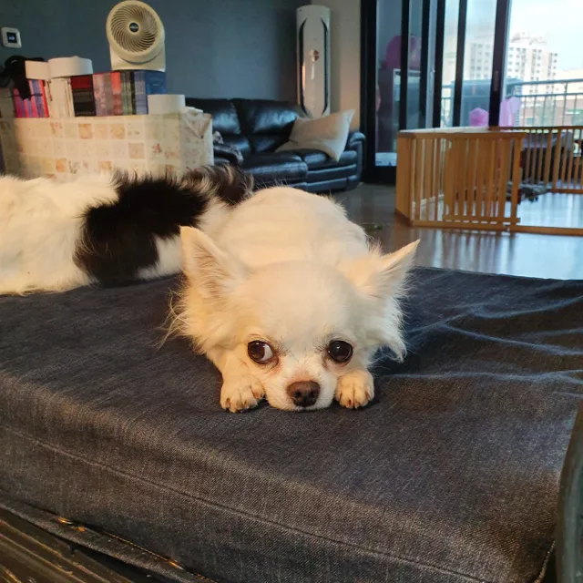 연두이모