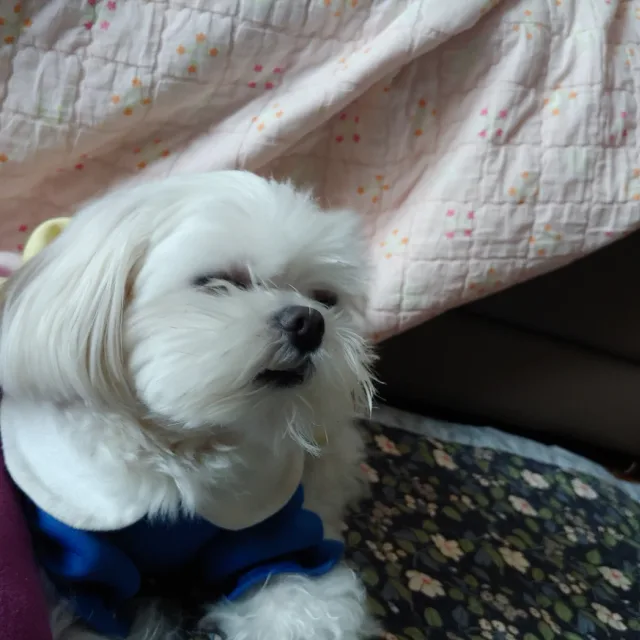 앵두