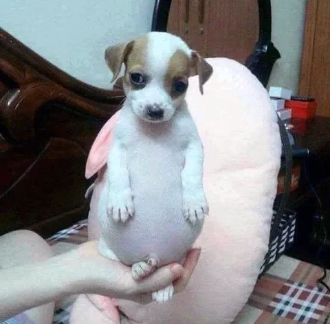 쭉쭉잉