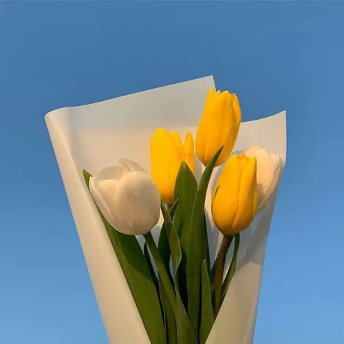 레몬나무
