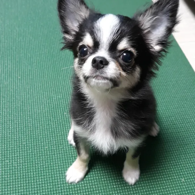 초코환타