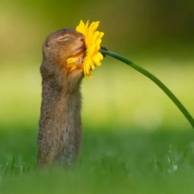 쥬디