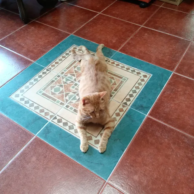 노랑이