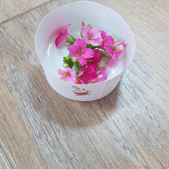 Camellia통영4번