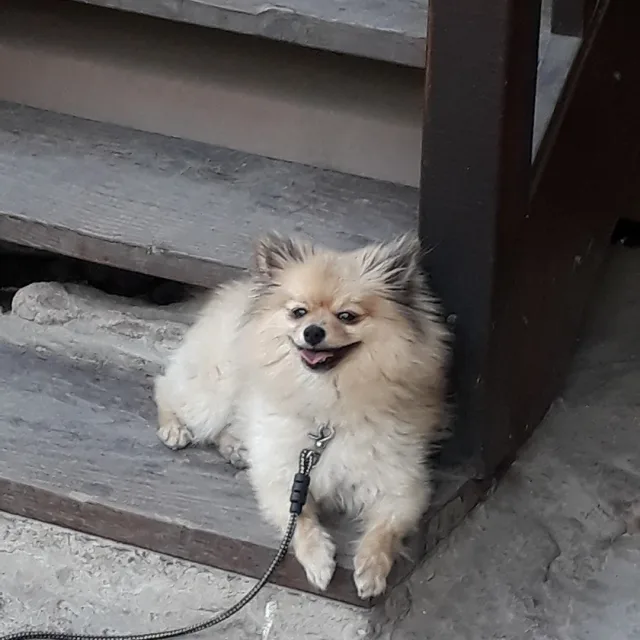 둥둥이