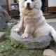 흰둥이089