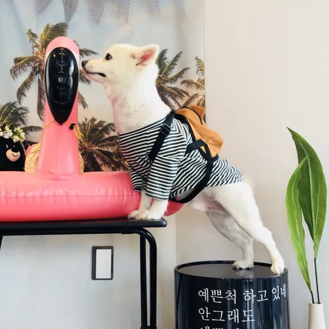 사랑이
