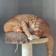 준준아빠