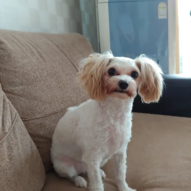 산단비