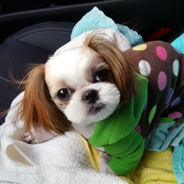 아띵아띵