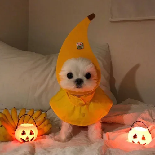 히지
