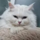 솜이마덜