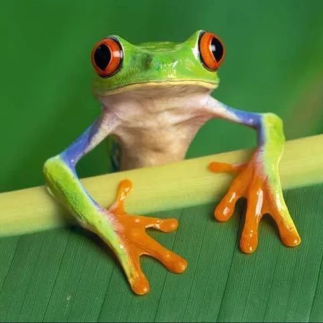 청개구리