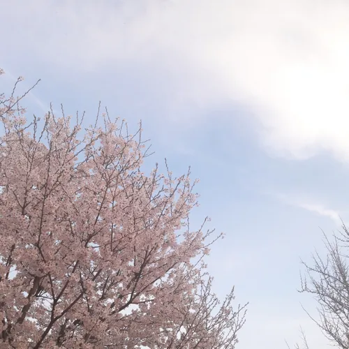 꿀딜