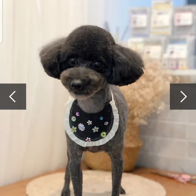 아로랑