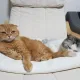 호호