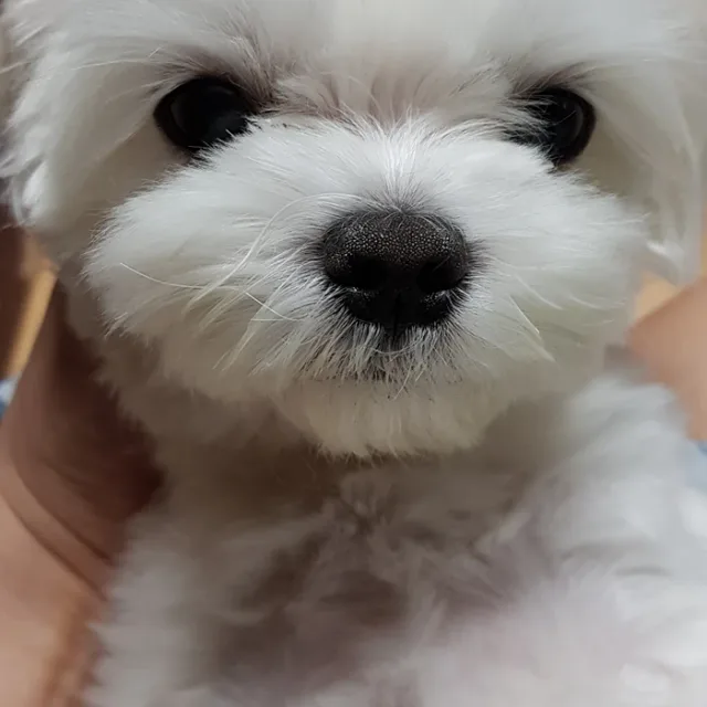 청풍