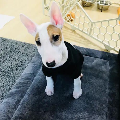 쇼웬