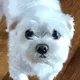 루피