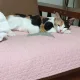 앵숙