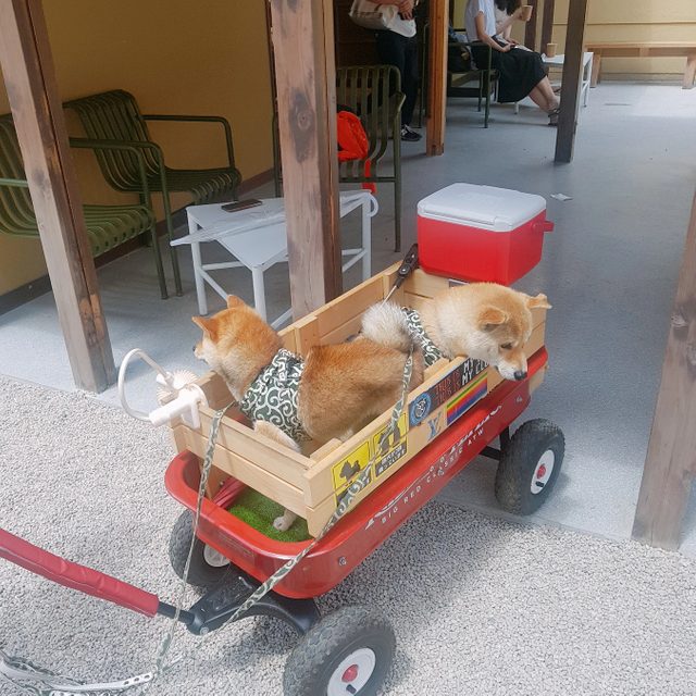 두부김치