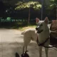 옥야야