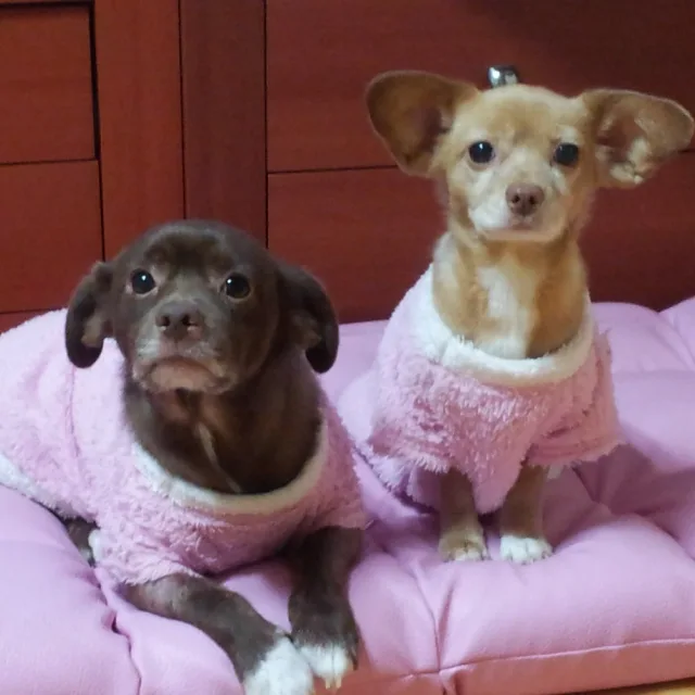 짱아