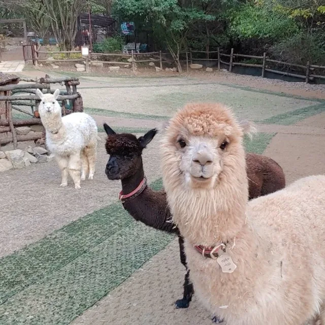 수아빠