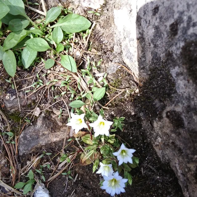 긍순이