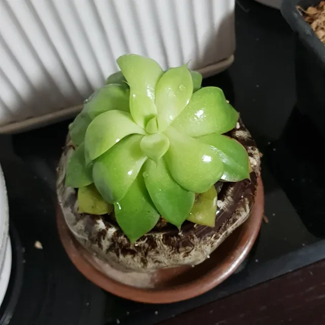 라벤더향기