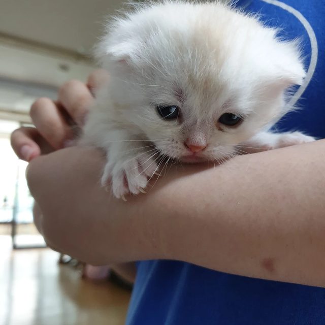 공주맘