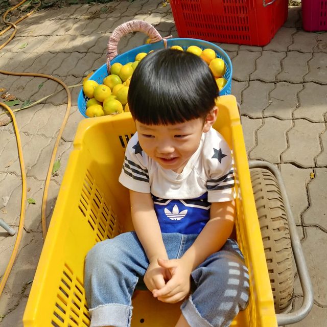 양가네꿀귤