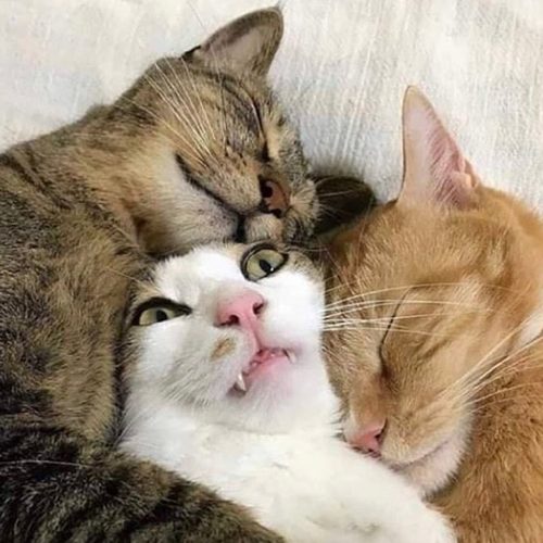 정뱅