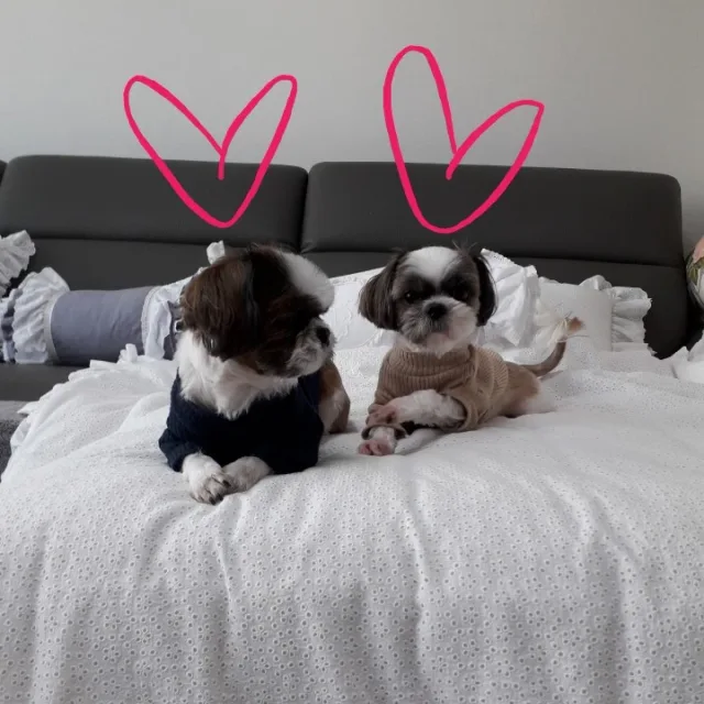 이슈