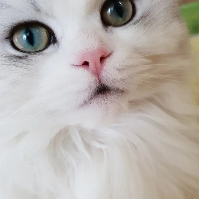쭈쭈맘