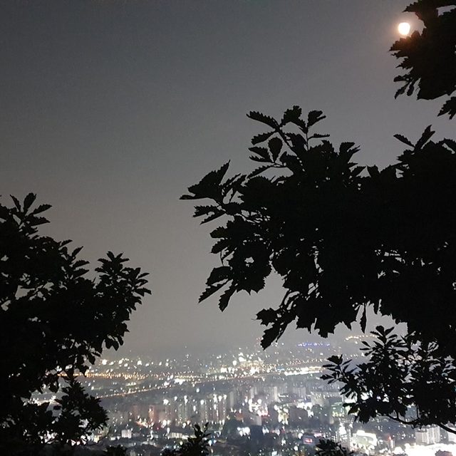 새우고래